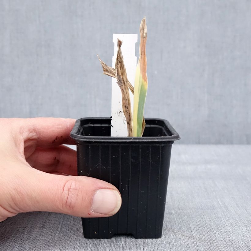 Spécimen de Iris pallida Argentea Variegata - Iris pâle  Godet de 8/9 cm tel que livré en hiver