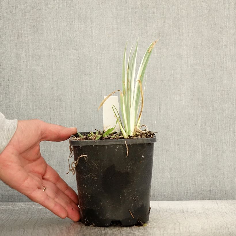 Spécimen de Iris pallida Variegata - Iris pâle panaché de jaune. Pot de 1,5L/2L tel que livré en automne