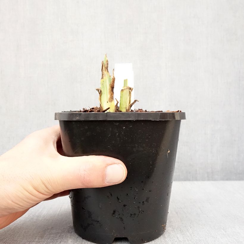 Spécimen de Iris pallida Variegata - Iris pâle panaché de jaune. Pot de 1,5L/2L tel que livré en hiver