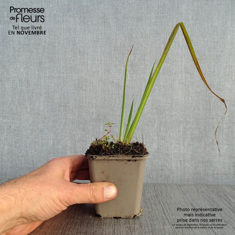 Spécimen de Iris pseudacorus Crème de la Crème - Iris des marais Godet de 8/9 cm tel que livré en automne