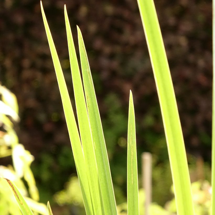Iris pseudacorus Crème de la Crème - Iris des marais (Feuillage)