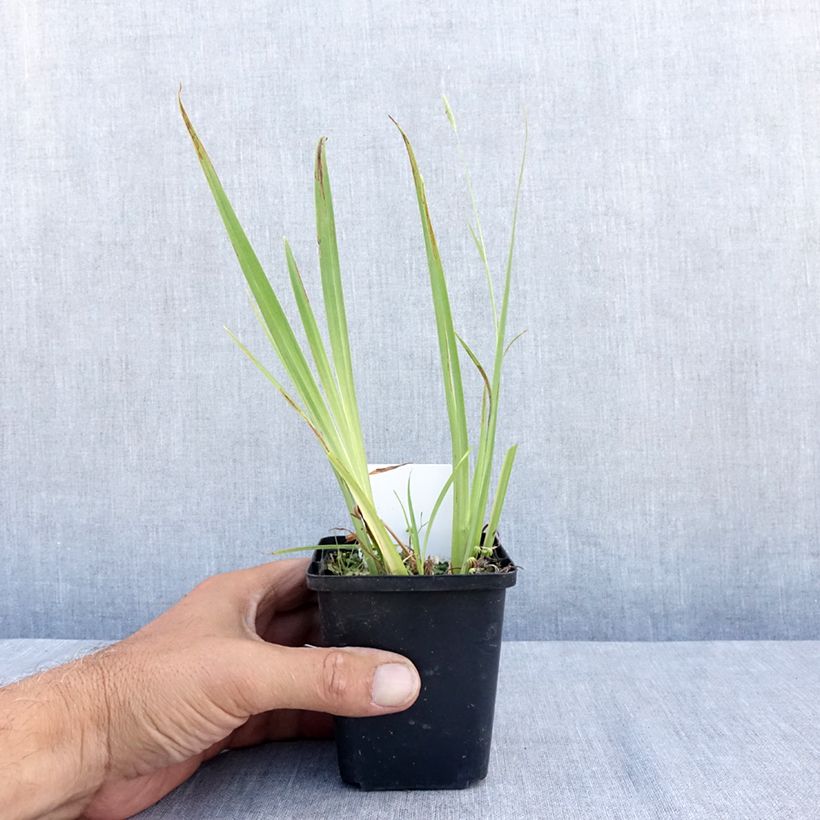Spécimen de Iris pseudacorus Plena - Iris des marais Godet de 8/9 cm tel que livré en été