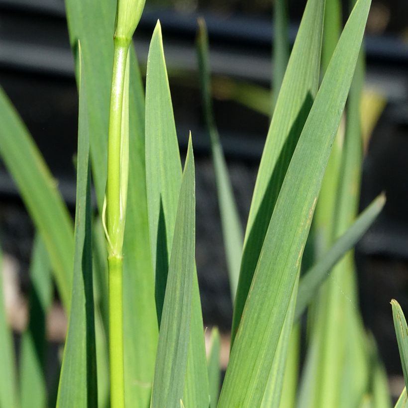 Iris pseudacorus Plena - Iris des marais (Feuillage)