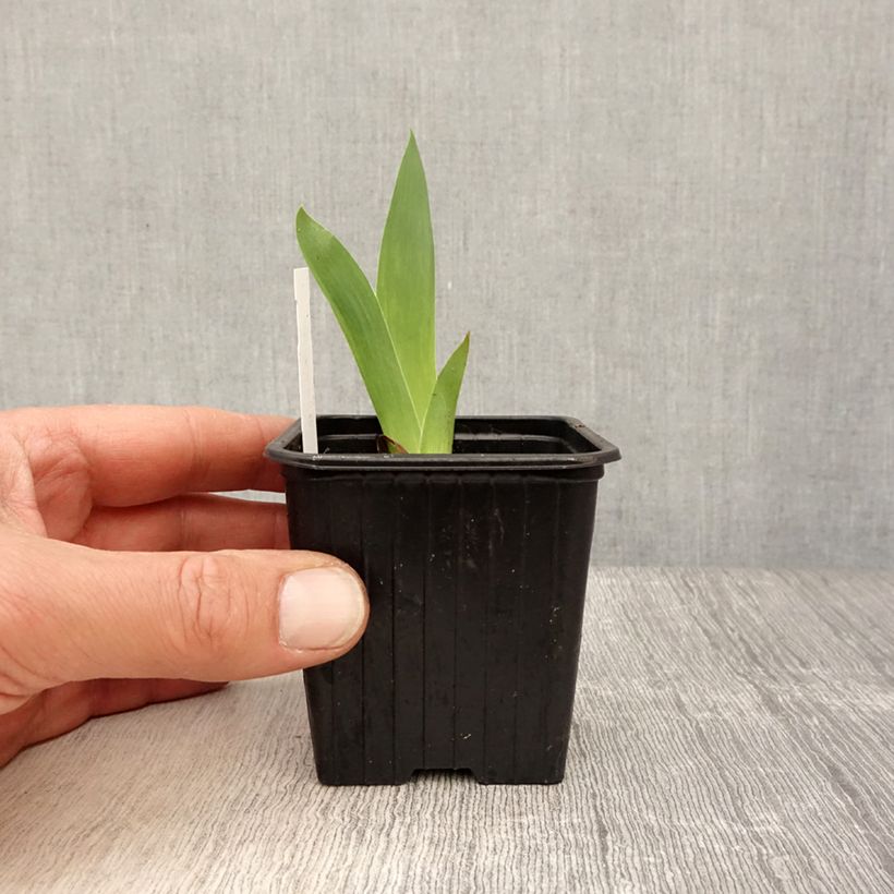 Spécimen de Iris pumila Azurea - Iris nain ou Iris de rocaille Godet de 8/9 cm tel que livré au printemps