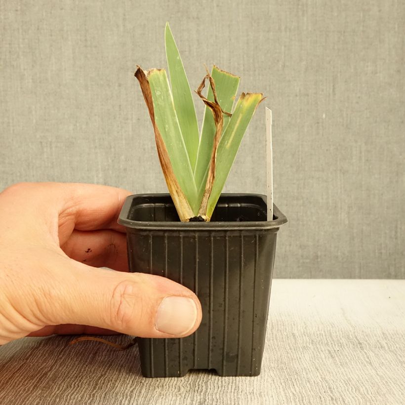 Spécimen de Iris pumila Blue Denim - Iris des Jardins nain Godet de 8/9 cm tel que livré en automne