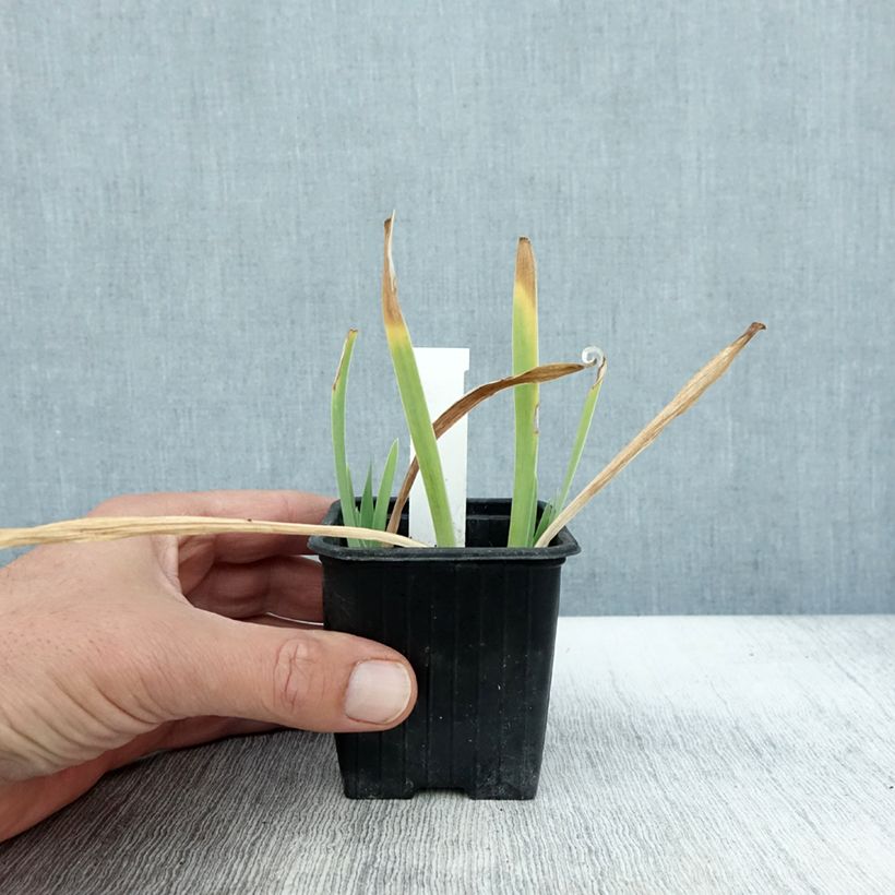 Spécimen de Iris pumila Crispy - Iris des Jardins nain ou miniature Godet de 8/9 cm tel que livré en automne