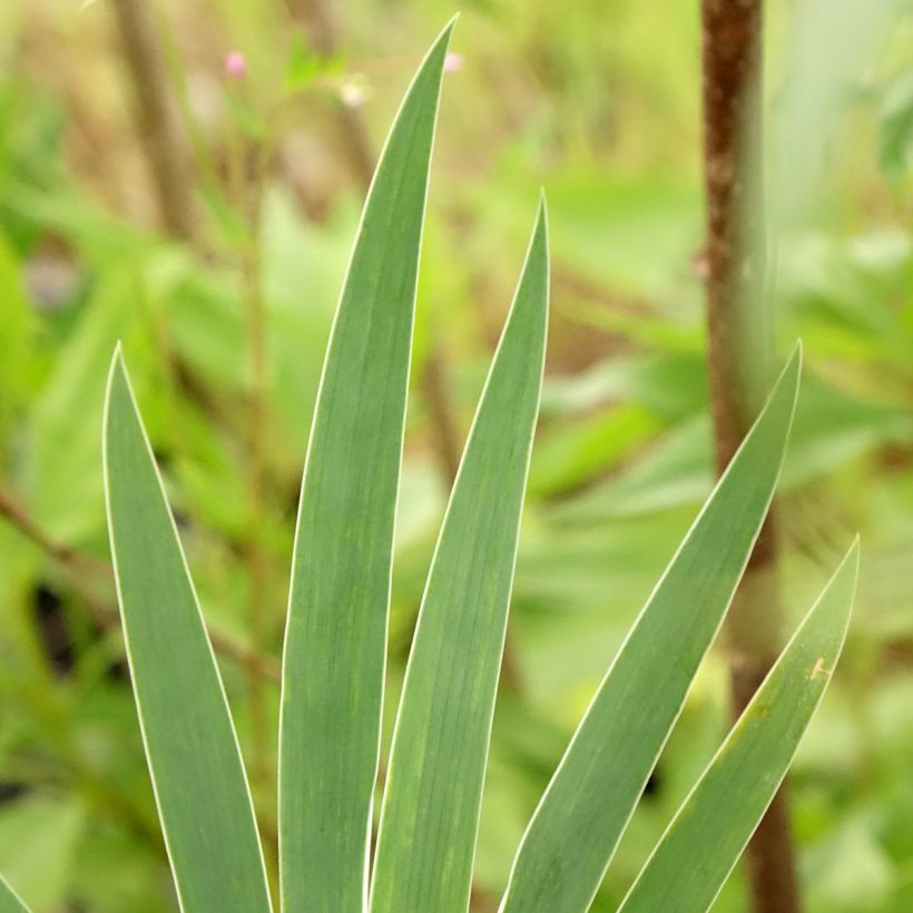 Iris pumila Wee Harry - Iris des Jardins nain (Feuillage)