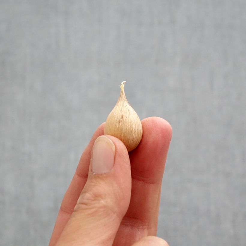 Spécimen de Iris reticulata Alida - Iris réticulé Bulbe calibre 5+ tel que livré en automne