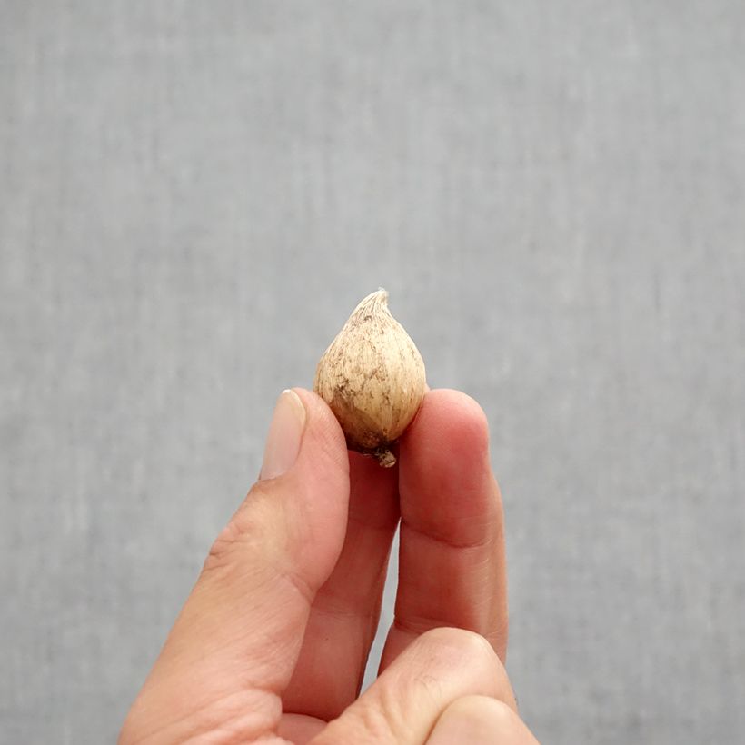 Spécimen de Iris reticulata Danfordiae Bulbe calibre 5+ tel que livré en automne