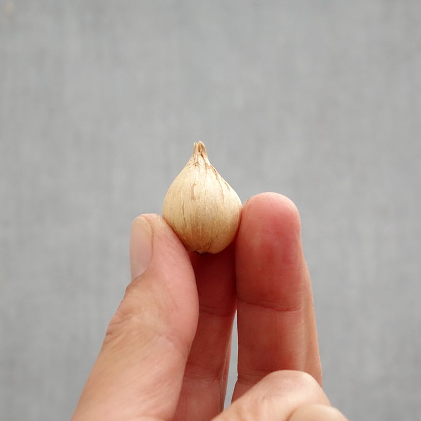 Spécimen de Iris reticulata Eyecatcher Bulbe calibre 6+ tel que livré en automne