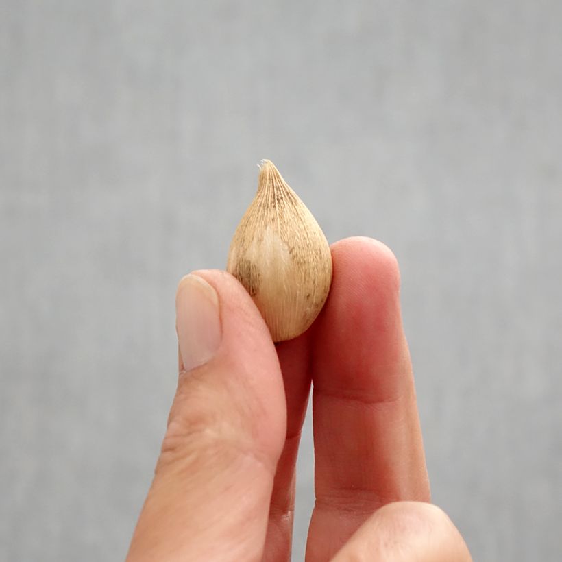 Spécimen de Iris reticulata Katharina Hodgkin Bulbe calibre 6+ tel que livré en automne