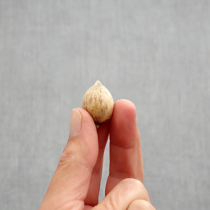 Spécimen de Iris reticulata Mars Landing Bulbe calibre 5+ tel que livré en automne