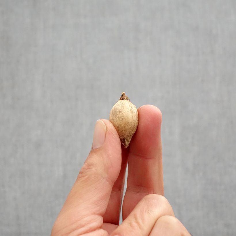 Spécimen de Iris reticulata Polar Ice - Iris réticulé Bulbe calibre 5+ tel que livré en automne