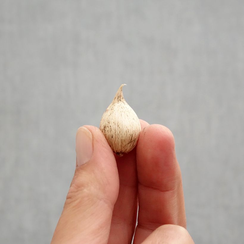 Spécimen de Iris reticulata White Caucasus Bulbe calibre 5+ tel que livré en automne