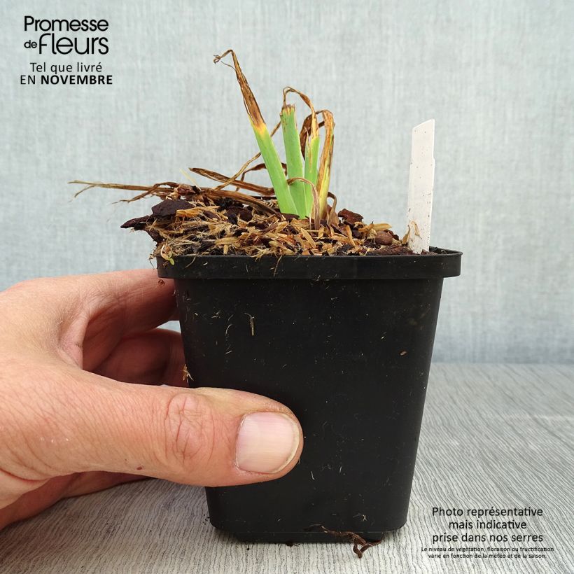 Spécimen de Iris setosa - Iris d'Alaska Godet de 8/9 cm tel que livré en automne