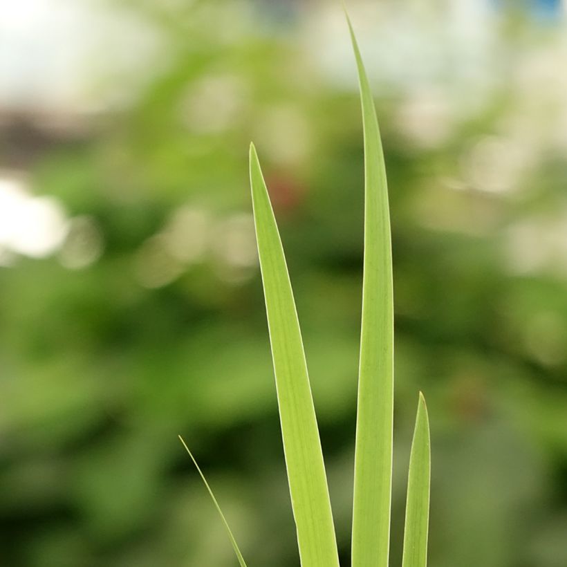 Iris setosa - Iris d'Alaska (Feuillage)
