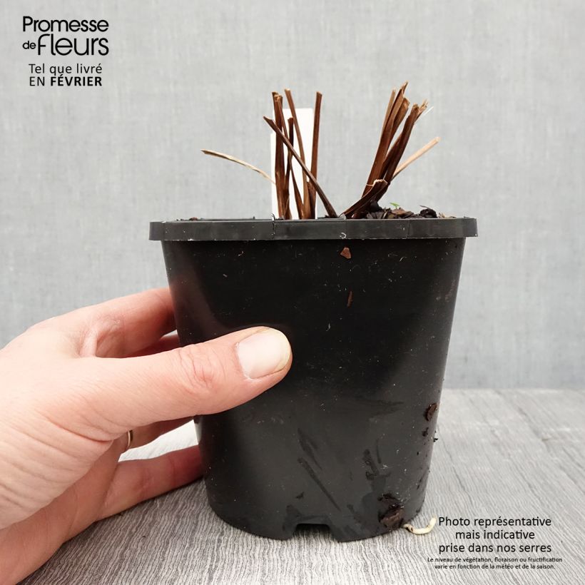 Spécimen de Iris sibirica Bundle of Joy - Iris de Sibérie Pot de 1,5L/2L tel que livré en hiver