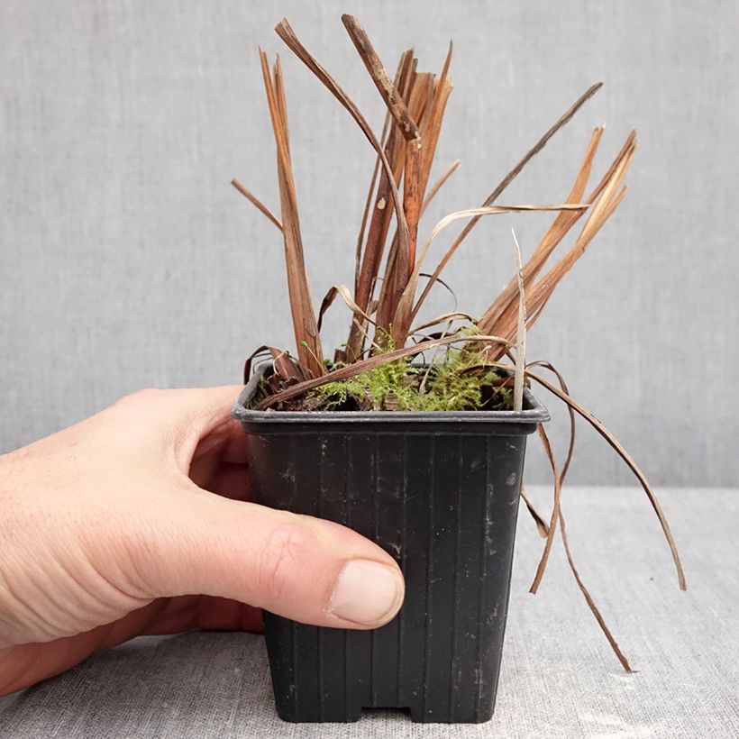 Spécimen de Iris sibirica Chartreuse Bounty - Iris de Sibérie Godet de 8/9 cm tel que livré en hiver