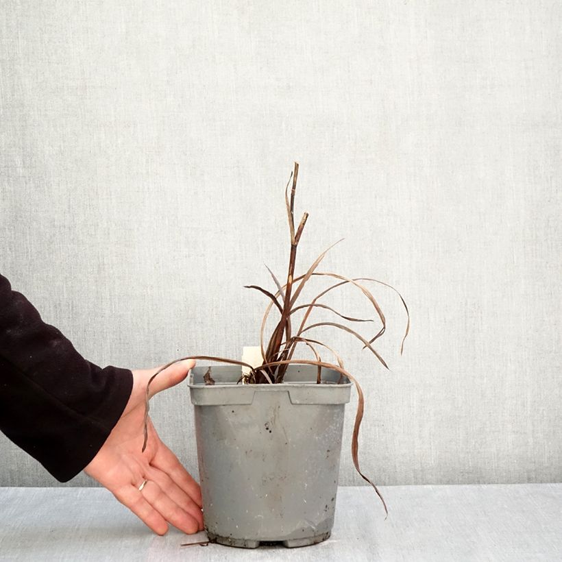 Spécimen de Iris sibirica Colonel Mustard - Iris de Sibérie Pot de 2L/3L tel que livré en automne