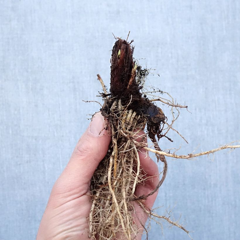 Spécimen de Iris sibirica Colonel Mustard - Iris de Sibérie Petites Racines nues, Qualité Extra équivalant à un pot de 2L tel que livré en hiver