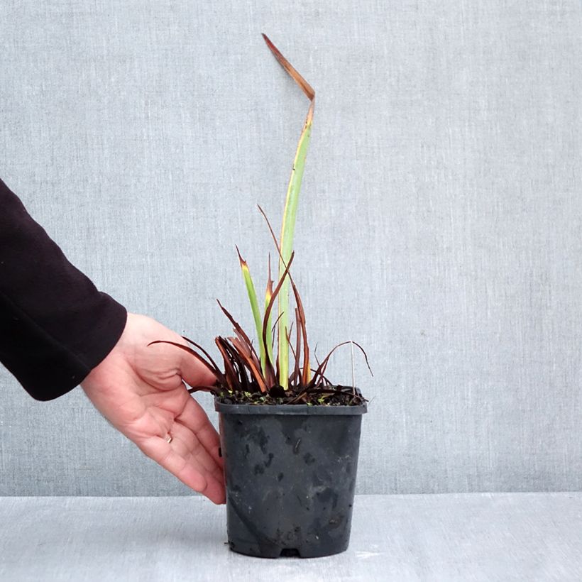 Spécimen de Iris sibirica Concord Crush - Iris de Sibérie Pot de 1,5L/2L tel que livré en automne