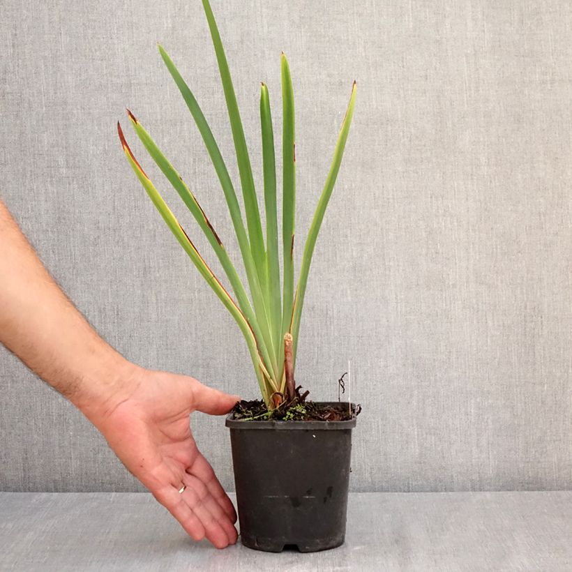 Spécimen de Iris sibirica Concord Crush - Iris de Sibérie Pot de 1,5L/2L tel que livré en été