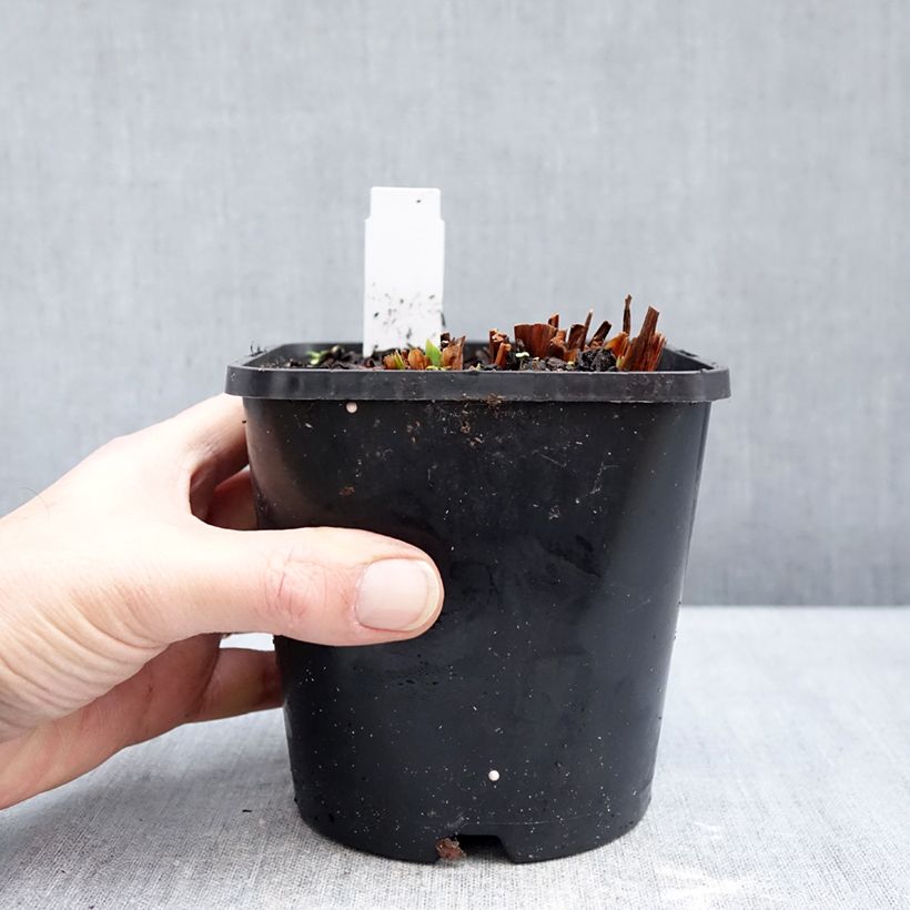 Spécimen de Iris sibirica Concord Crush - Iris de Sibérie Pot de 1,5L/2L tel que livré en hiver