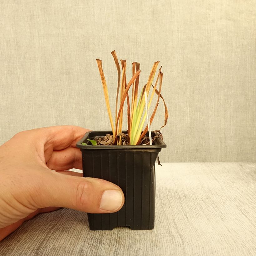Spécimen de Iris sibirica Cool Spring - Iris de Sibérie Godet de 8/9 cm tel que livré en automne