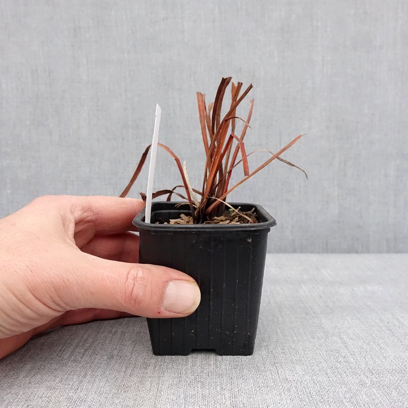 Spécimen de Iris sibirica Cool Spring - Iris de Sibérie Godet de 8/9 cm tel que livré en hiver