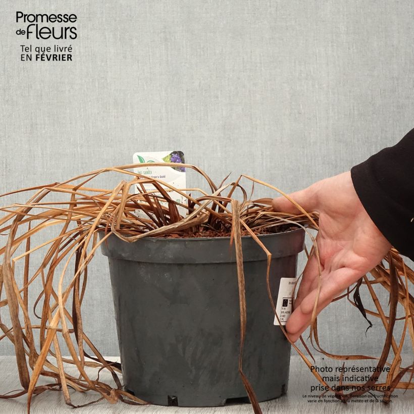 Spécimen de Iris sibirica Fran's gold - Iris de Sibérie Pot de 2L/3L tel que livré en hiver