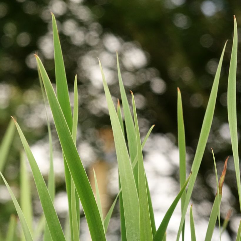 Iris sibirica Imperial Opal - Iris de Sibérie (Feuillage)