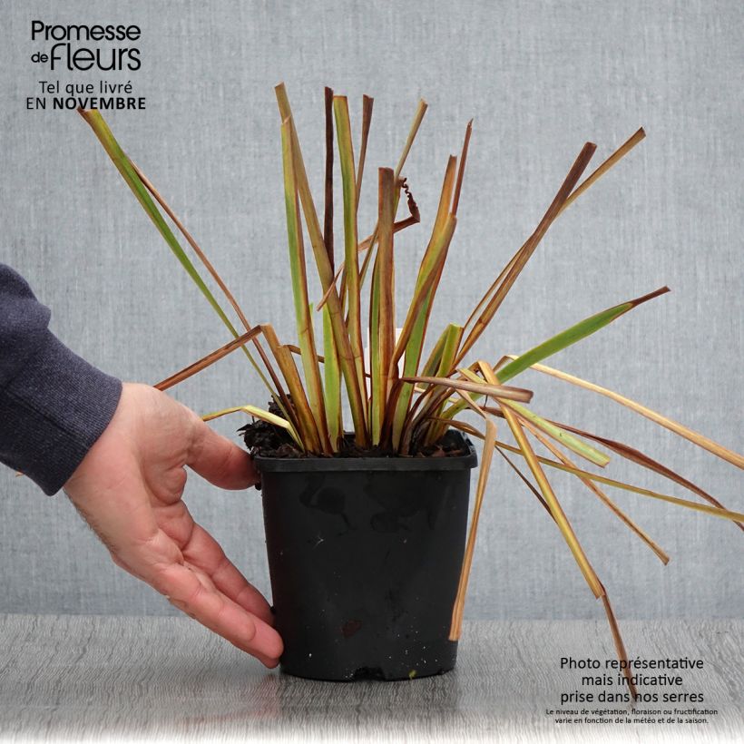 Spécimen de Iris sibirica Imperial Opal - Iris de Sibérie Pot de 1,5L/2L tel que livré en automne