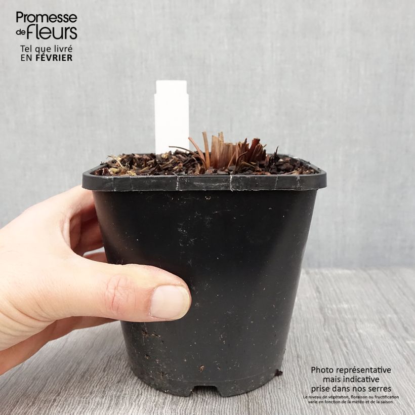 Spécimen de Iris sibirica Imperial Opal - Iris de Sibérie Pot de 1,5L/2L tel que livré en hiver