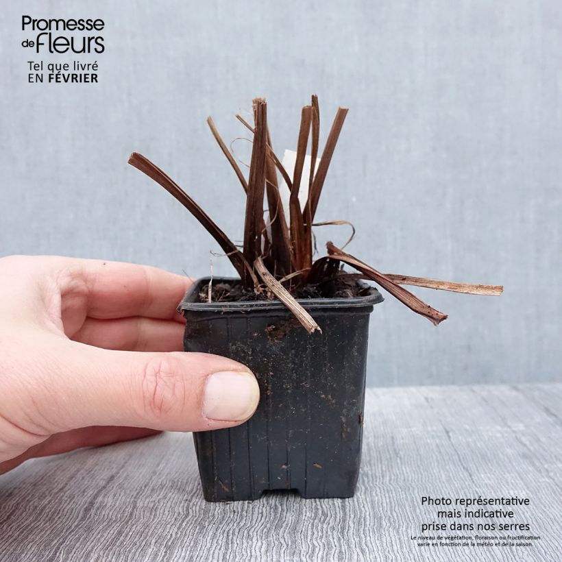 Exemplar von Iris sibirica Not Quite White - Sibirische Schwertlilie Kleine Töpfe von 8/9 cm wie im Winter geliefert