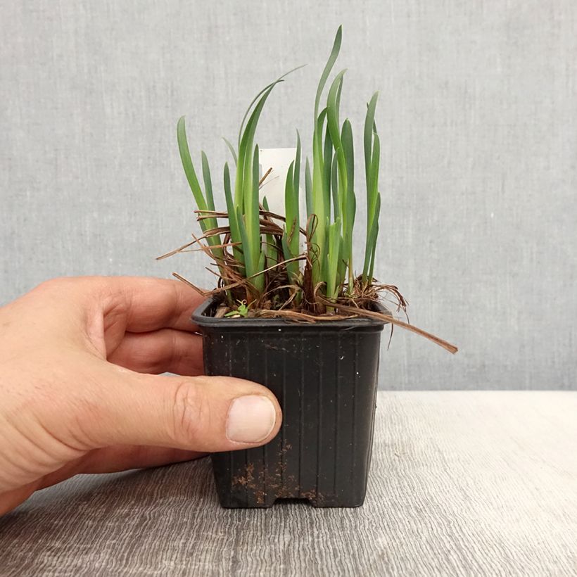 Iris sibirica Not Quite White - Siberian Iris 8/9 cm pot sample as delivered in spring