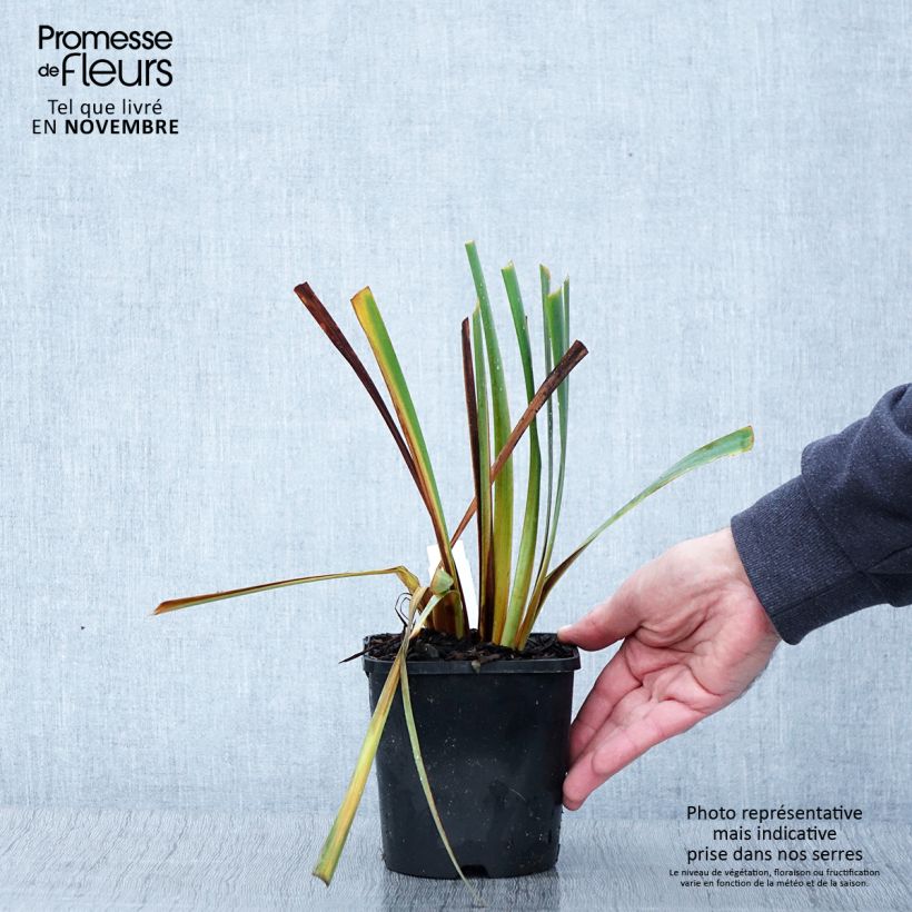 Spécimen de Iris sibirica Paprikash - Iris de Sibérie Pot de 1,5L/2L tel que livré en automne