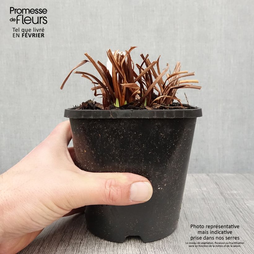 Spécimen de Iris sibirica Paprikash - Iris de Sibérie Pot de 1,5L/2L tel que livré en hiver