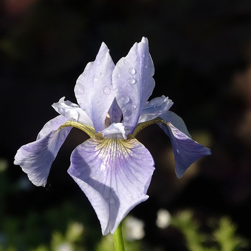 Iris sibirica Perry's Blue - Iris de Sibérie (Floraison)
