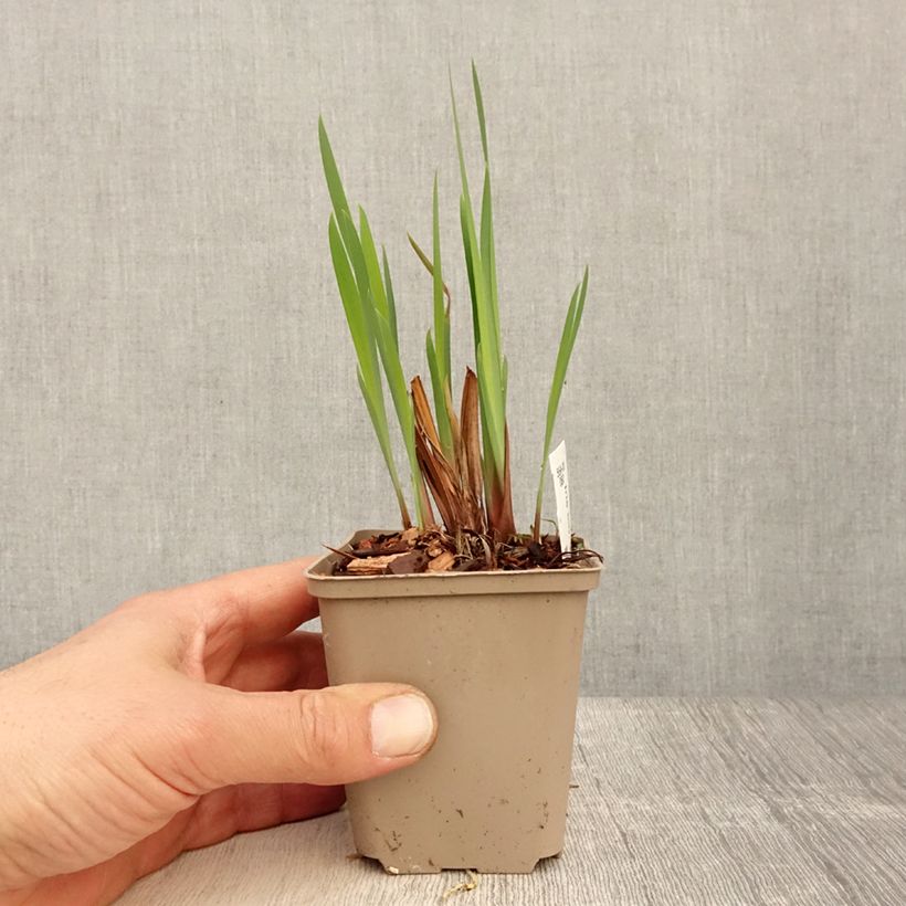 Spécimen de Iris sibirica Persimmon - Iris de Sibérie Godet de 8/9 cm tel que livré au printemps