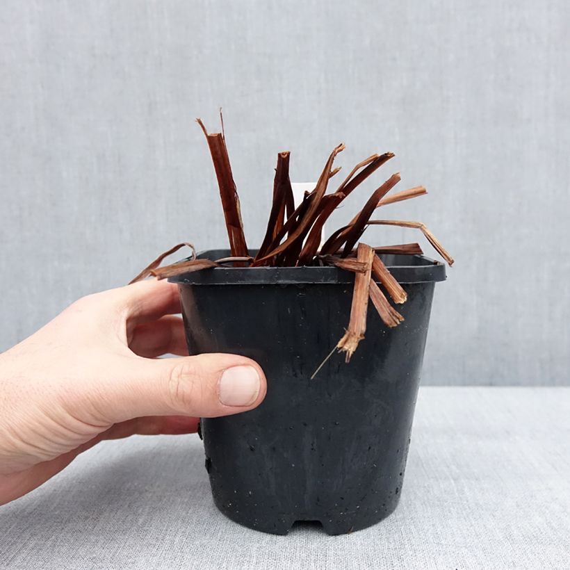 Spécimen de Iris sibirica Pink Parfait - Iris de Sibérie Pot de 1,5L/2L tel que livré en hiver