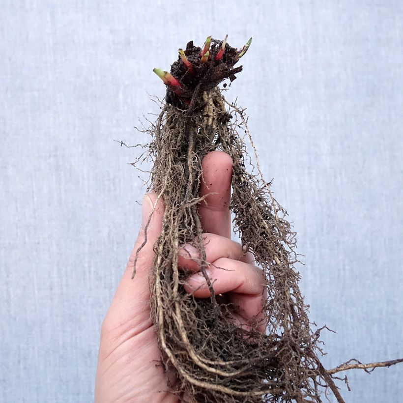 Spécimen de Iris sibirica Purplelicious - Iris de Sibérie Racines nues, Qualité Extra équivalant à un pot de 2L tel que livré en hiver
