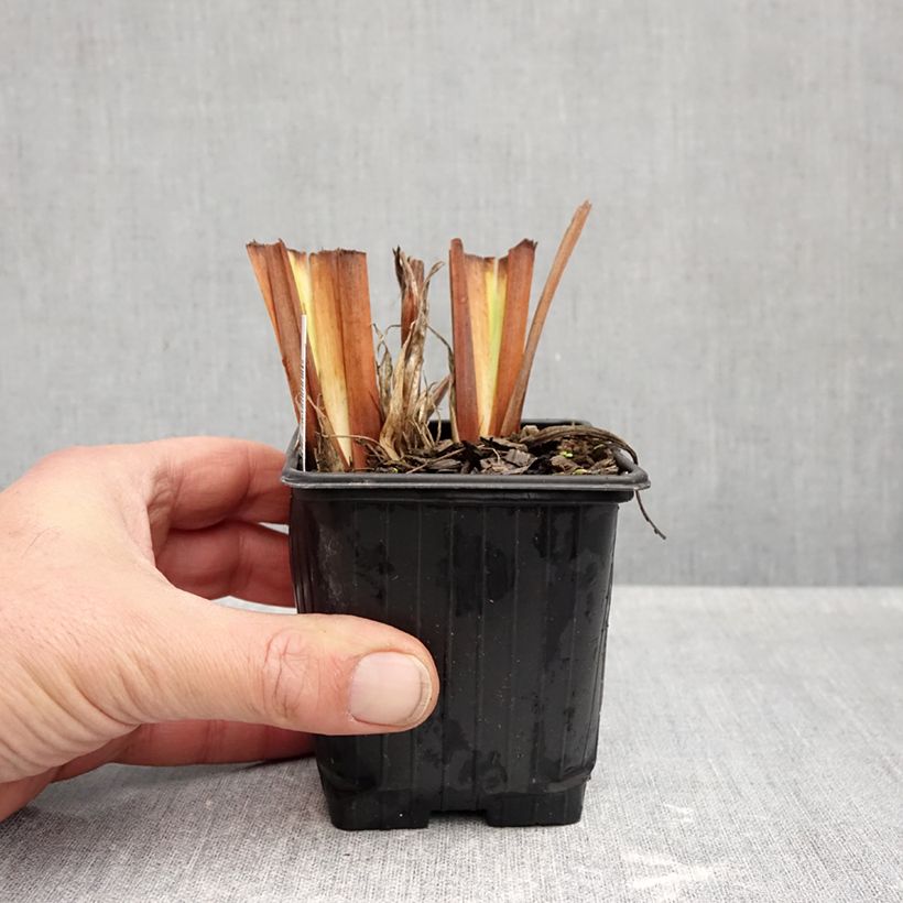 Spécimen de Iris sibirica Snow Crest - Iris de Sibérie Godet de 8/9 cm tel que livré en automne