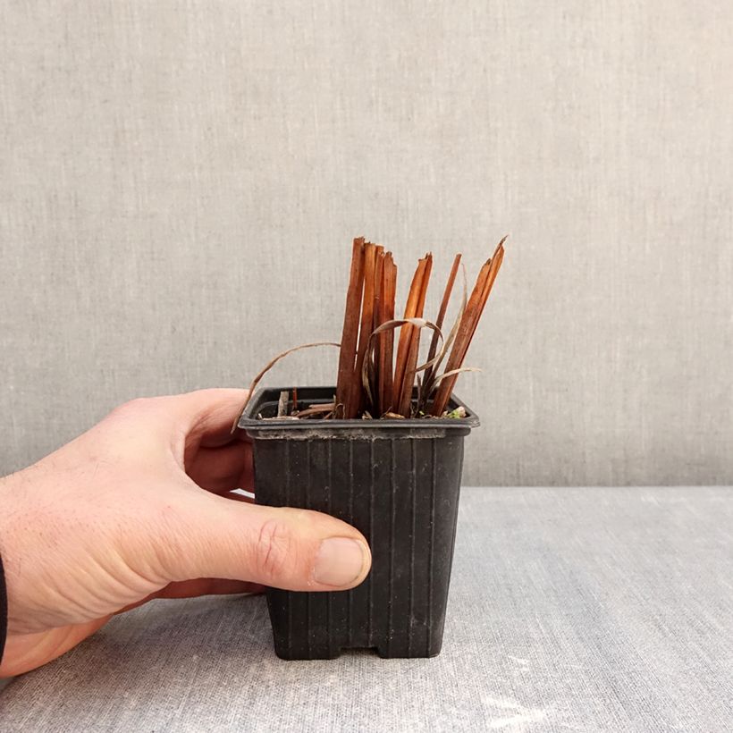 Spécimen de Iris sibirica Snow Crest - Iris de Sibérie Godet de 8/9 cm tel que livré en hiver