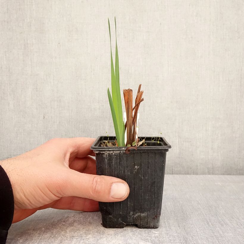 Spécimen de Iris sibirica Snow Crest - Iris de Sibérie Godet de 8/9 cm tel que livré au printemps