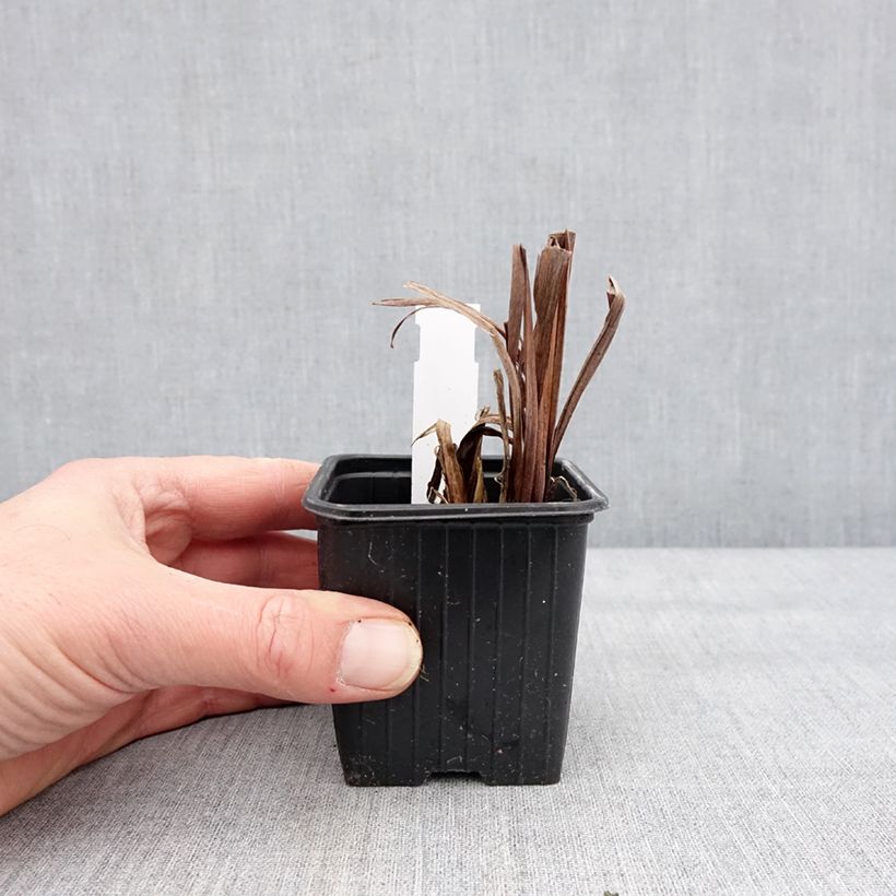 Spécimen de Iris sibirica Weisser Orient - Iris de Sibérie Godet de 8/9 cm tel que livré en hiver