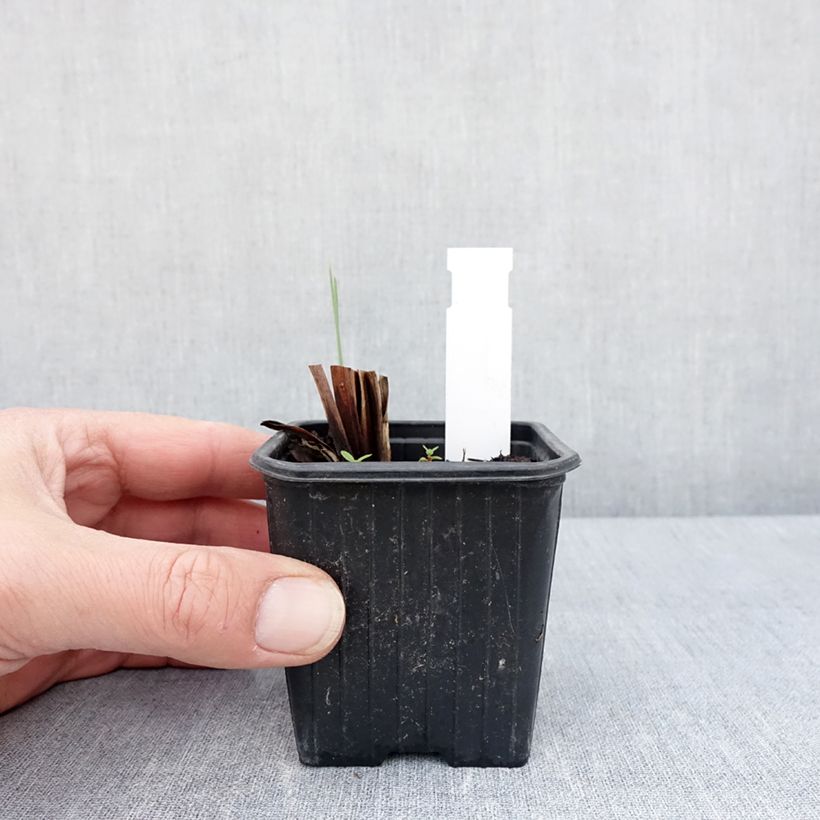 Iris sibirica Weisser Orient - Giaggiolo siberiano Vasetto da 8/9 cm esemplare consegnato in primavera