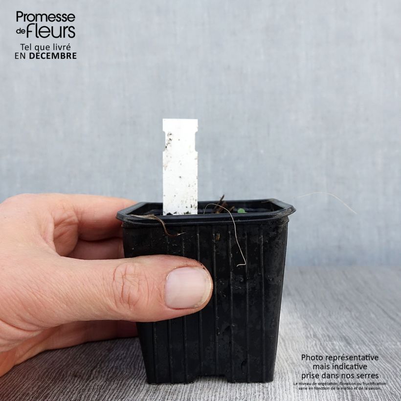 Exemplar von Iris tectorum - Dach-Schwertlilie Kleine Töpfe von 8/9 cm wie im Winter geliefert