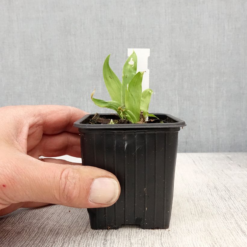 Exemplar von Iris tectorum - Dach-Schwertlilie Kleine Töpfe von 8/9 cm wie im Frühjahr geliefert