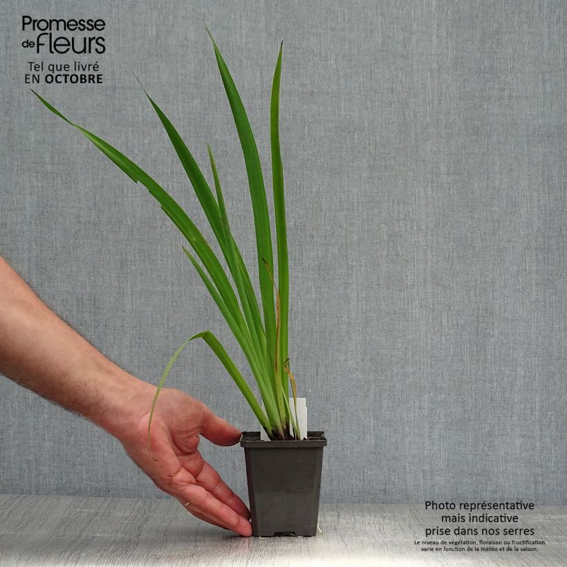 Spécimen de Iris versicolor Kermesina - Iris des marais Godet de 8/9 cm tel que livré en automne