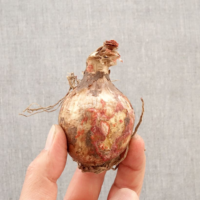 Spécimen de Ismène festalis Zwanenburg - Lis araignée Bulbe calibre 14+ tel que livré au printemps